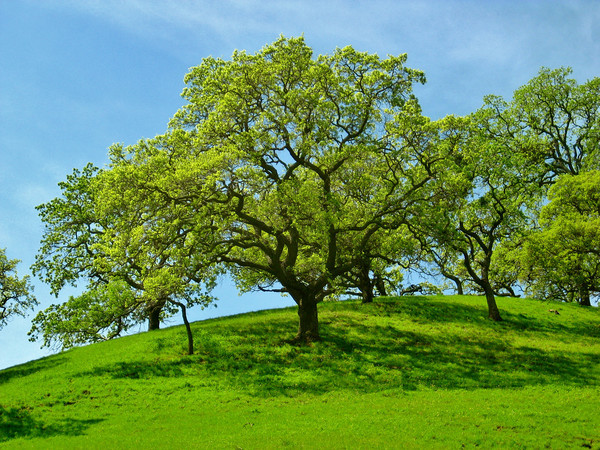 Open Space Oak Tree
