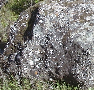 Shell Ridge rock