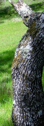 blue oak bark