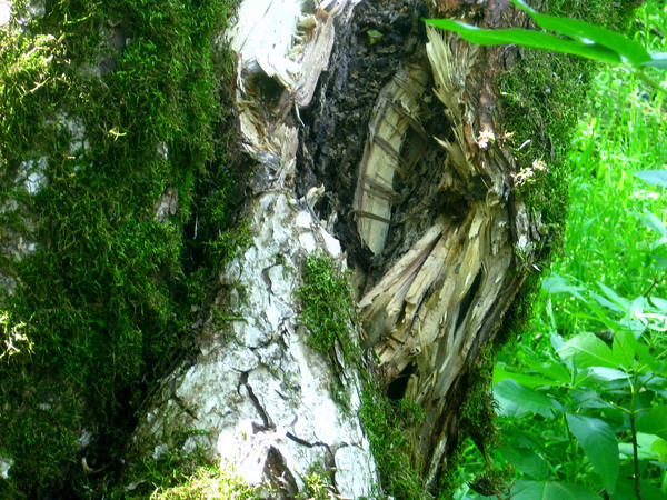 lichen on a fallen trunk
