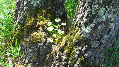 tree with lichen and moss