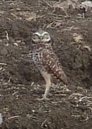 burrowing owl