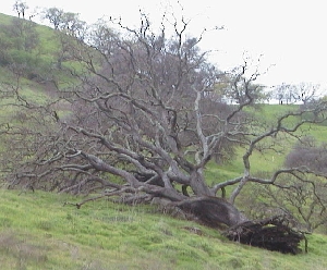 fallen oak
