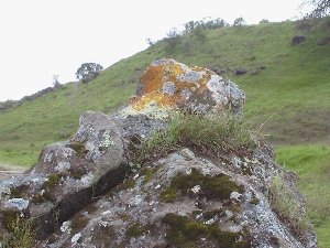 lichen covered rock