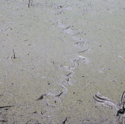snake tracks