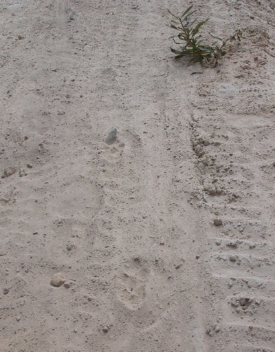 Coyote Footprints