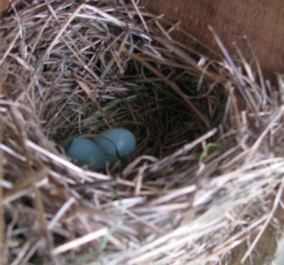 Western bluebird nest 