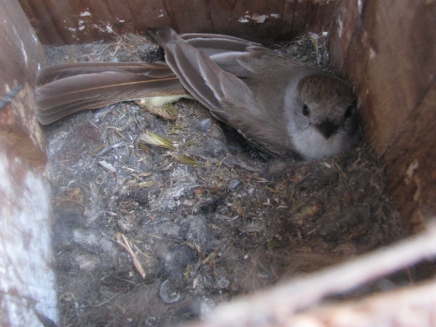 flycatcher nest