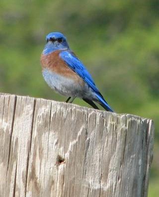 male western bluebird