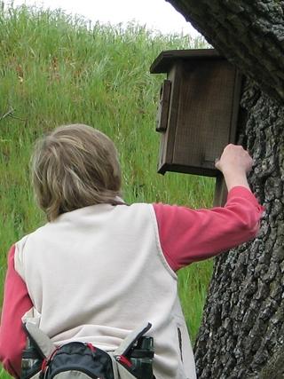 inspecting the bluebird boxes