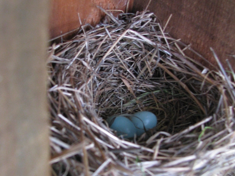 bluebird nest