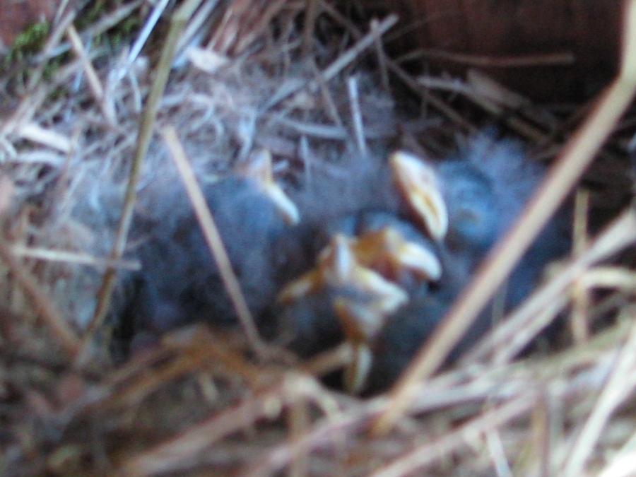 oak titmouse chicks
