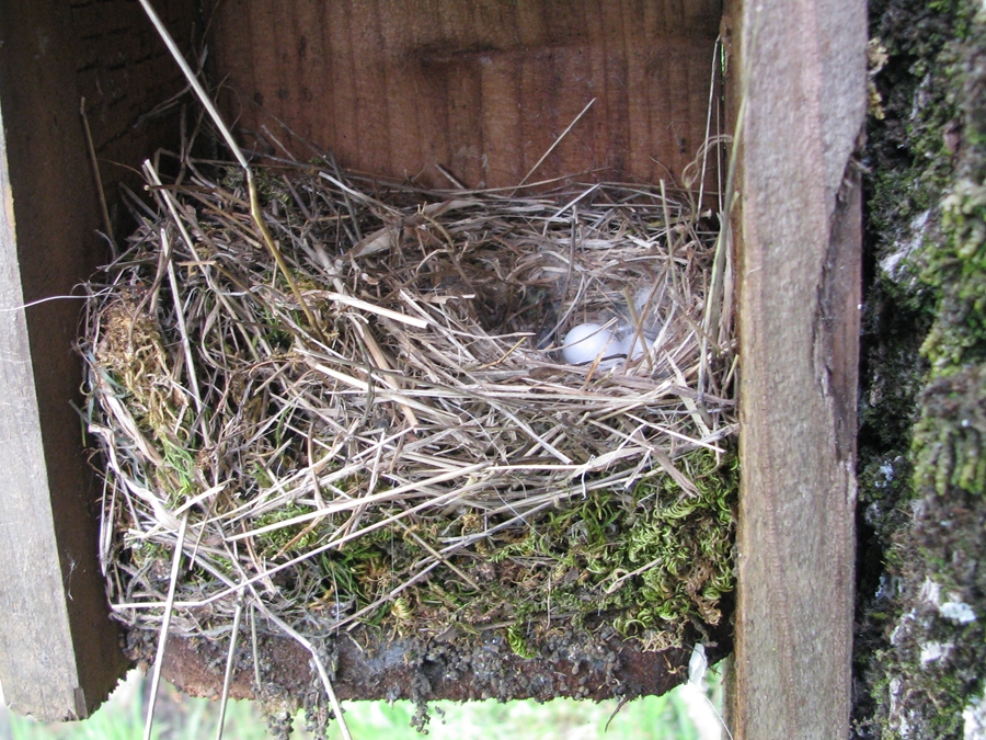 oak titmouse nest